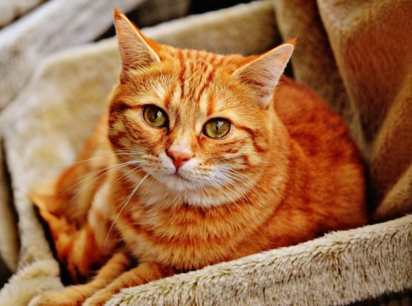 behavior-archives-page-2-of-2-senior-cats