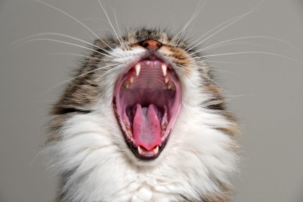 Why does my older cat howl? Senior Cats