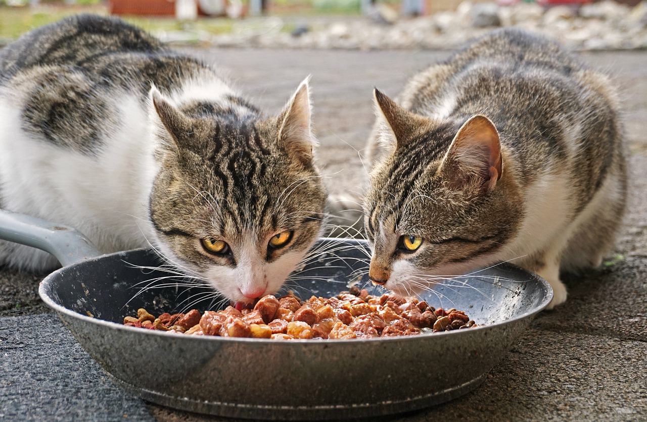 can senior cats eat kitten food?