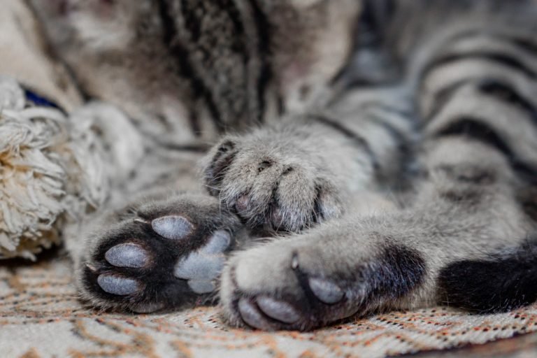How to care for a declawed cat as they get older Senior Cats