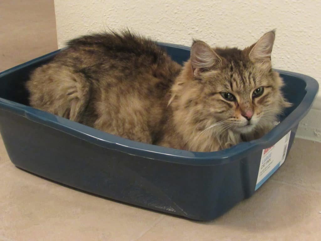 3 reasons why you senior cat is peeing outside of the litter box