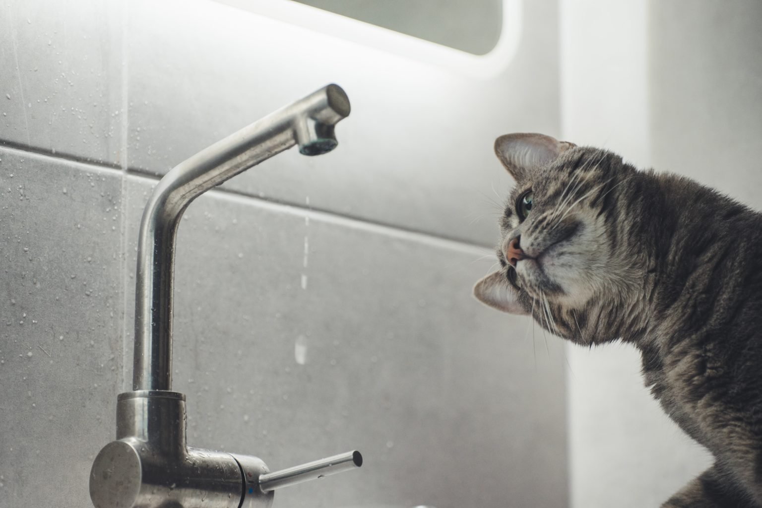 Why Is My Old Cat Drinking So Much Water Senior Cats