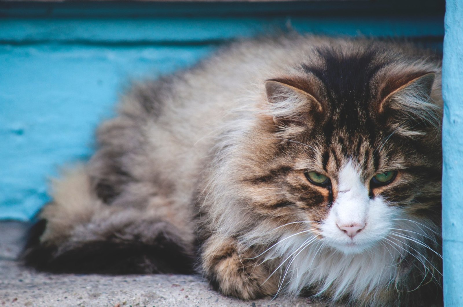 How do I deal with a senior cat with matted fur? Senior Cats