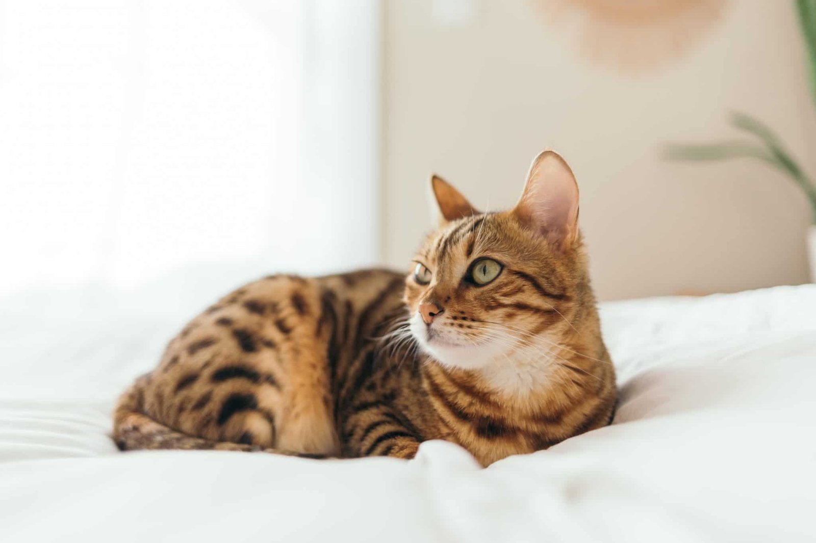 Why Is My Cat Drooling So Much Water Cat Meme Stock Pictures And Photos