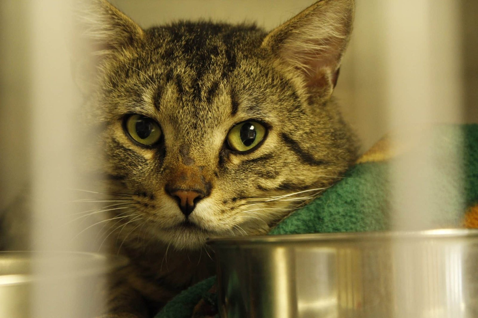 Adopting a senior cat Senior Cats