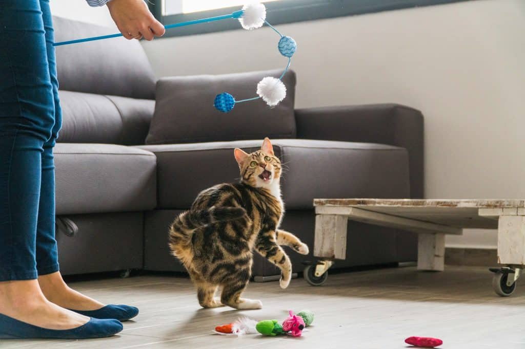 Top toys for senior cats Senior Cats