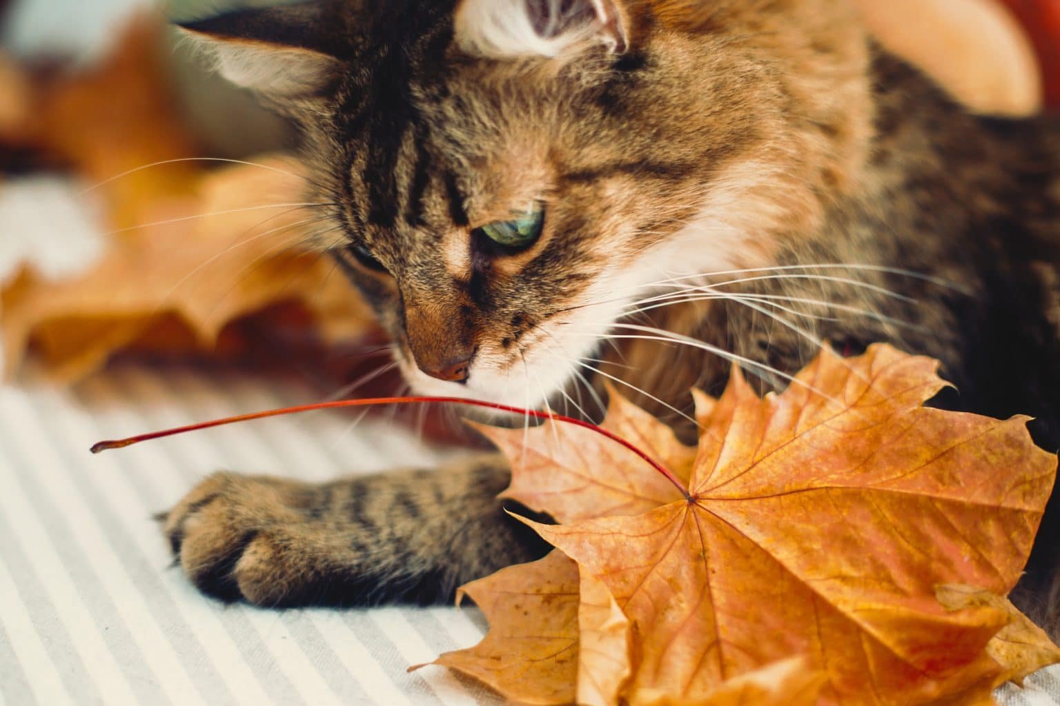 How to entertain an old cat Senior Cats