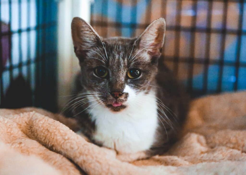 Why is my cat sticking its tongue out? Senior Cats